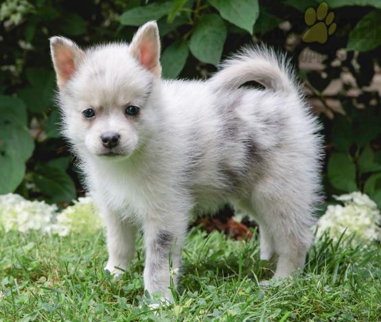 pomsky breeders Ontario | 1 buy pomsky in ontario