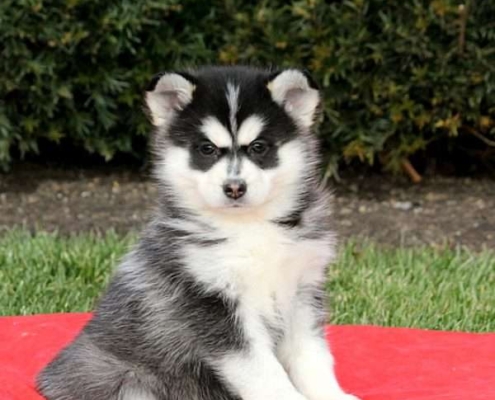 POMSKY PUPPIES FOR SALE ONTARIO