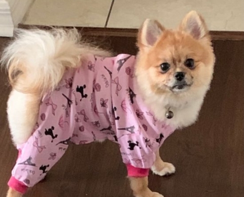 pomeranian for sale toronto