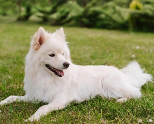 POMSKY PUPPIES FOR SALE ONTARIO