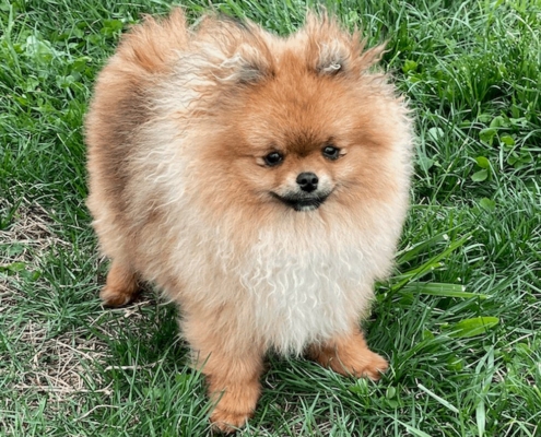 pomeranian for sale toronto