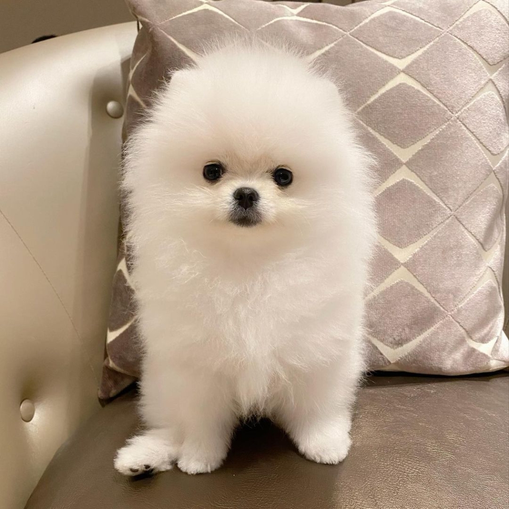 1 Pomeranian For Sale Toronto