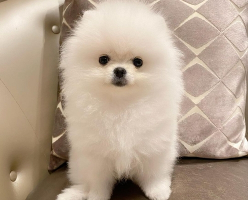 pomeranian for sale toronto