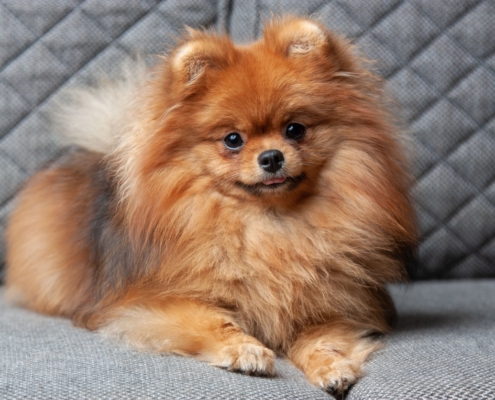 pomeranian for sale kijiji