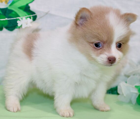 1 pomeranian for sale toronto