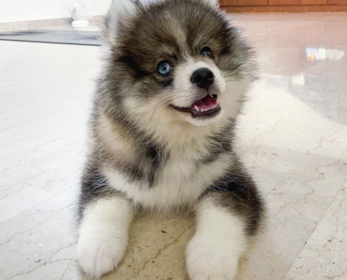 1 pomsky puppies for sale Toronto