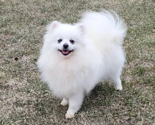 pomeranian for sale kijiji