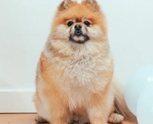 pomeranian for sale kijiji