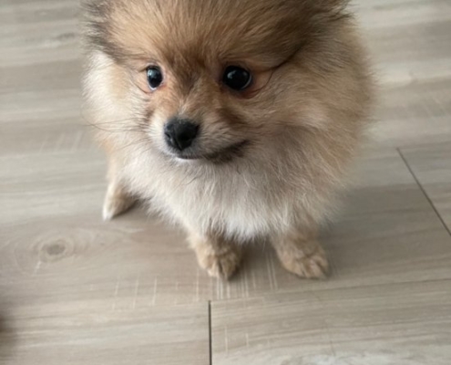 pomeranian for sale kijiji