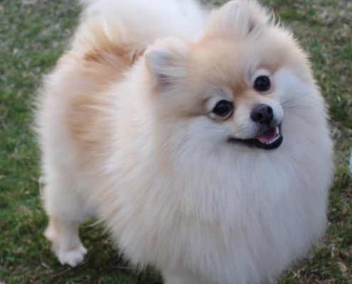 pomeranian for sale kijiji