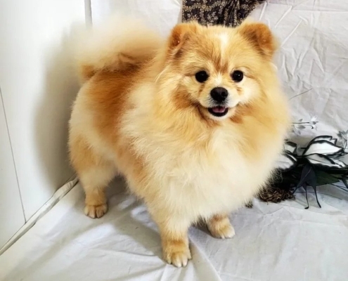 pomeranian for sale kijiji