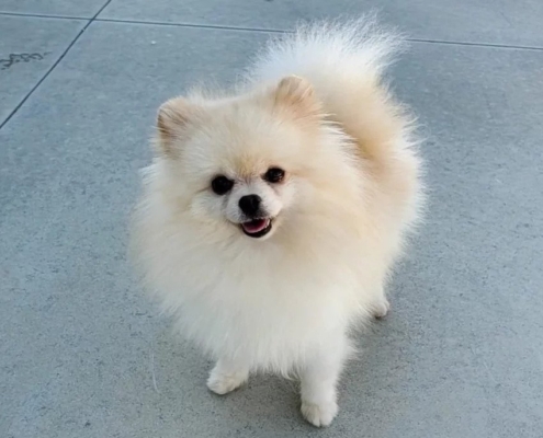 pomeranian for sale kijiji