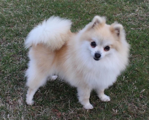 pomeranian for sale kijiji