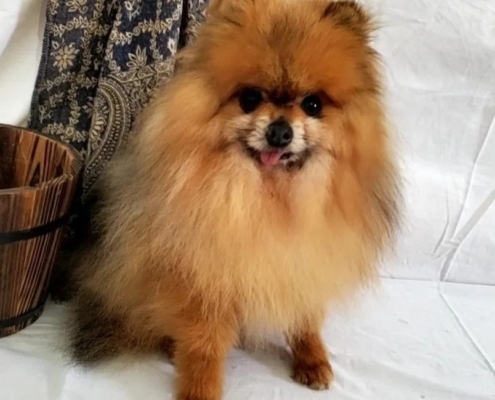 pomeranian for sale kijiji