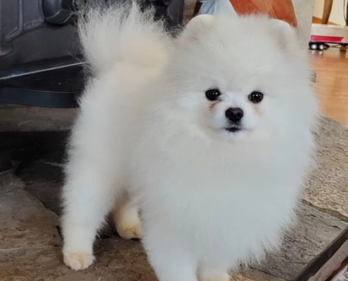 pomeranian for sale kijiji