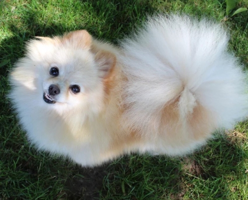 pomeranian for sale kijiji