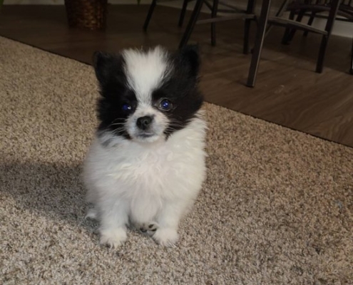 pomeranian for sale kijiji