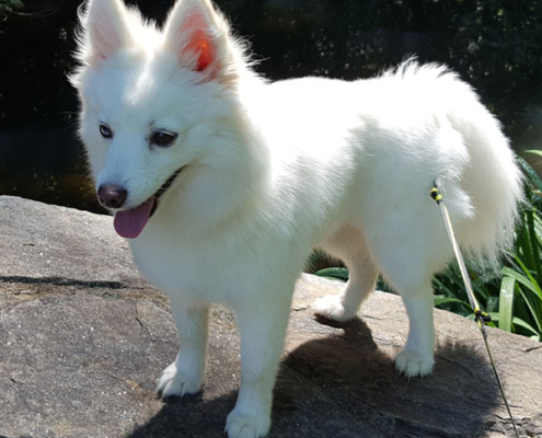 POMSKY PUPPIES FOR SALE ONTARIO