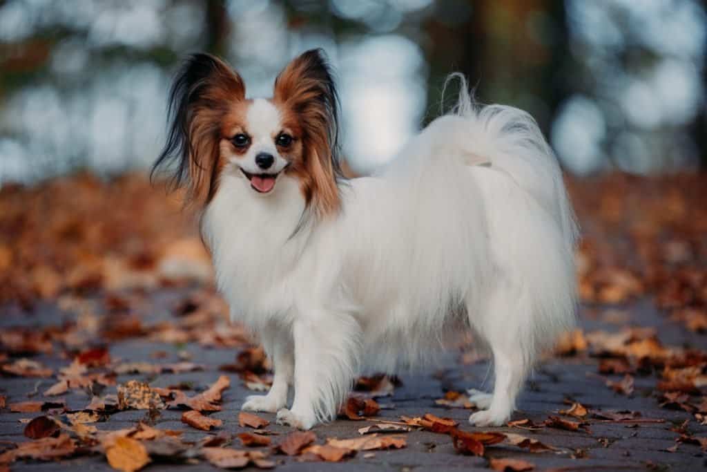 Papillon mix Pomeranian puppies Toronto