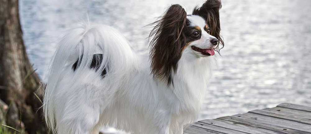 Papillon mix Pomeranian puppies Toronto