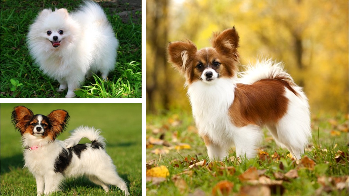 Papillon mix Pomeranian puppies Toronto