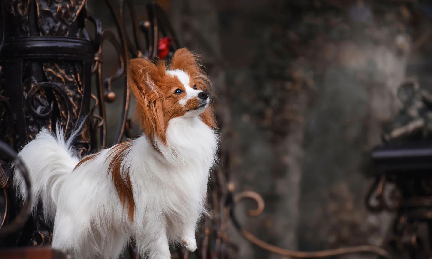 Papillon mix Pomeranian puppies Toronto