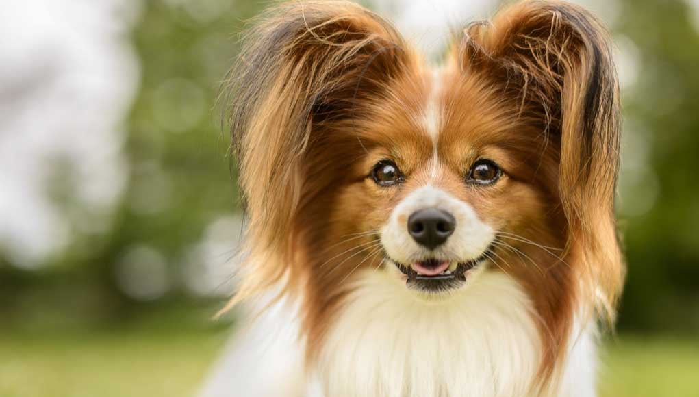 Papillon mix Pomeranian puppies Toronto