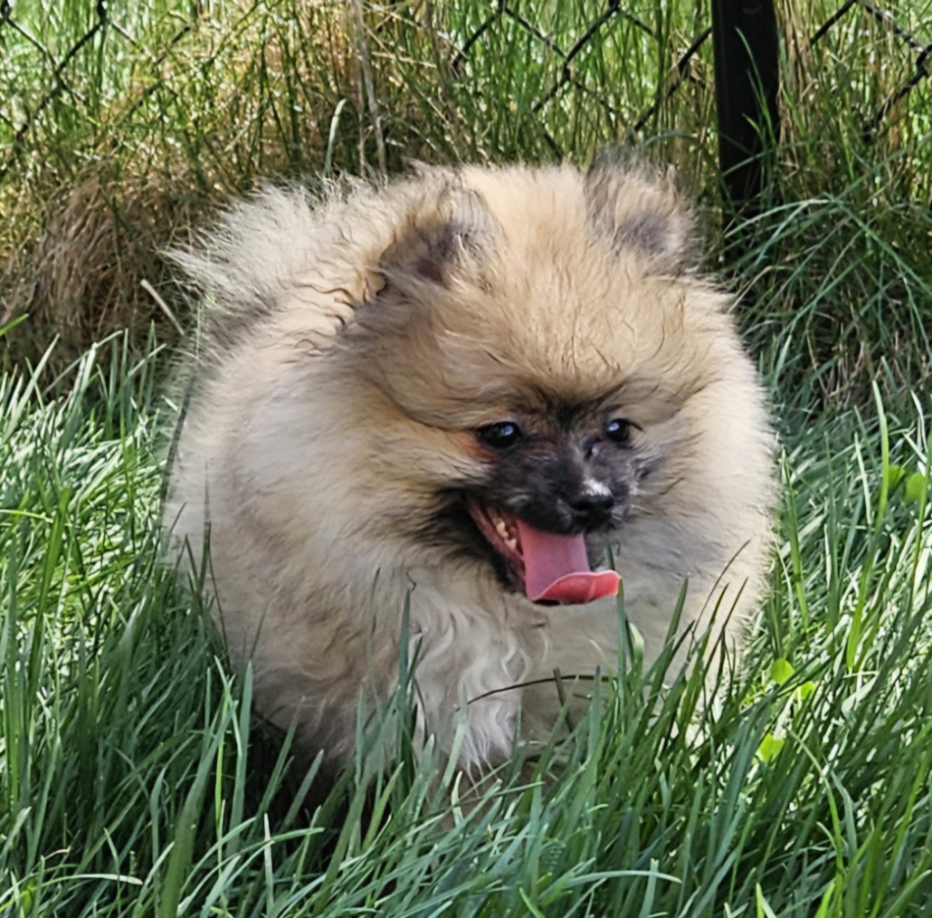 a dog in the grass