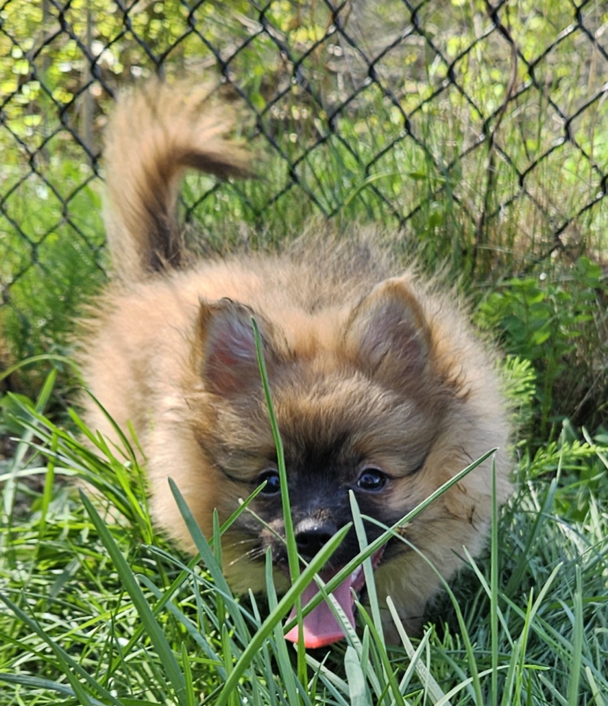 a dog in the grass