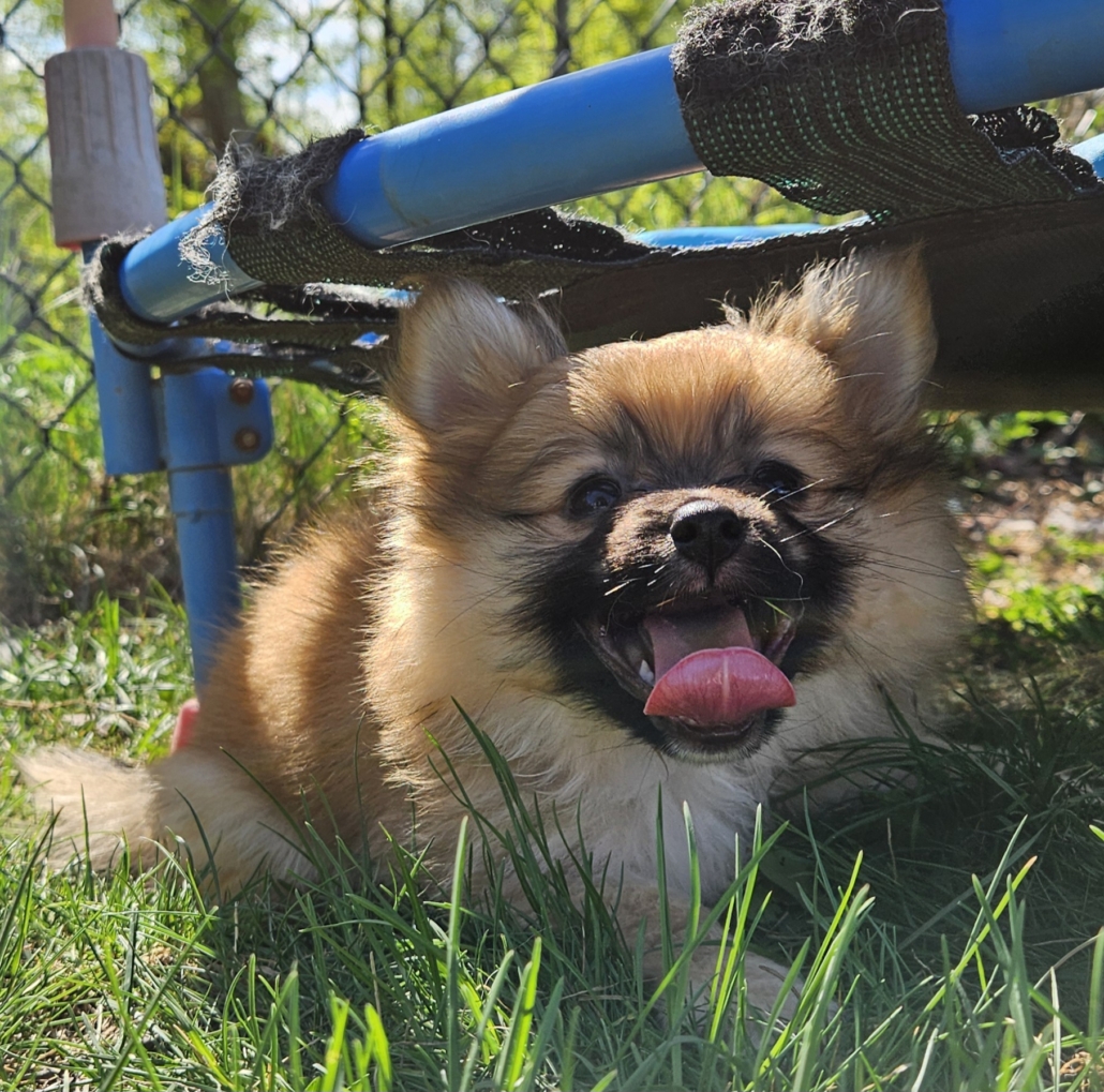 a dog lying under a blue object