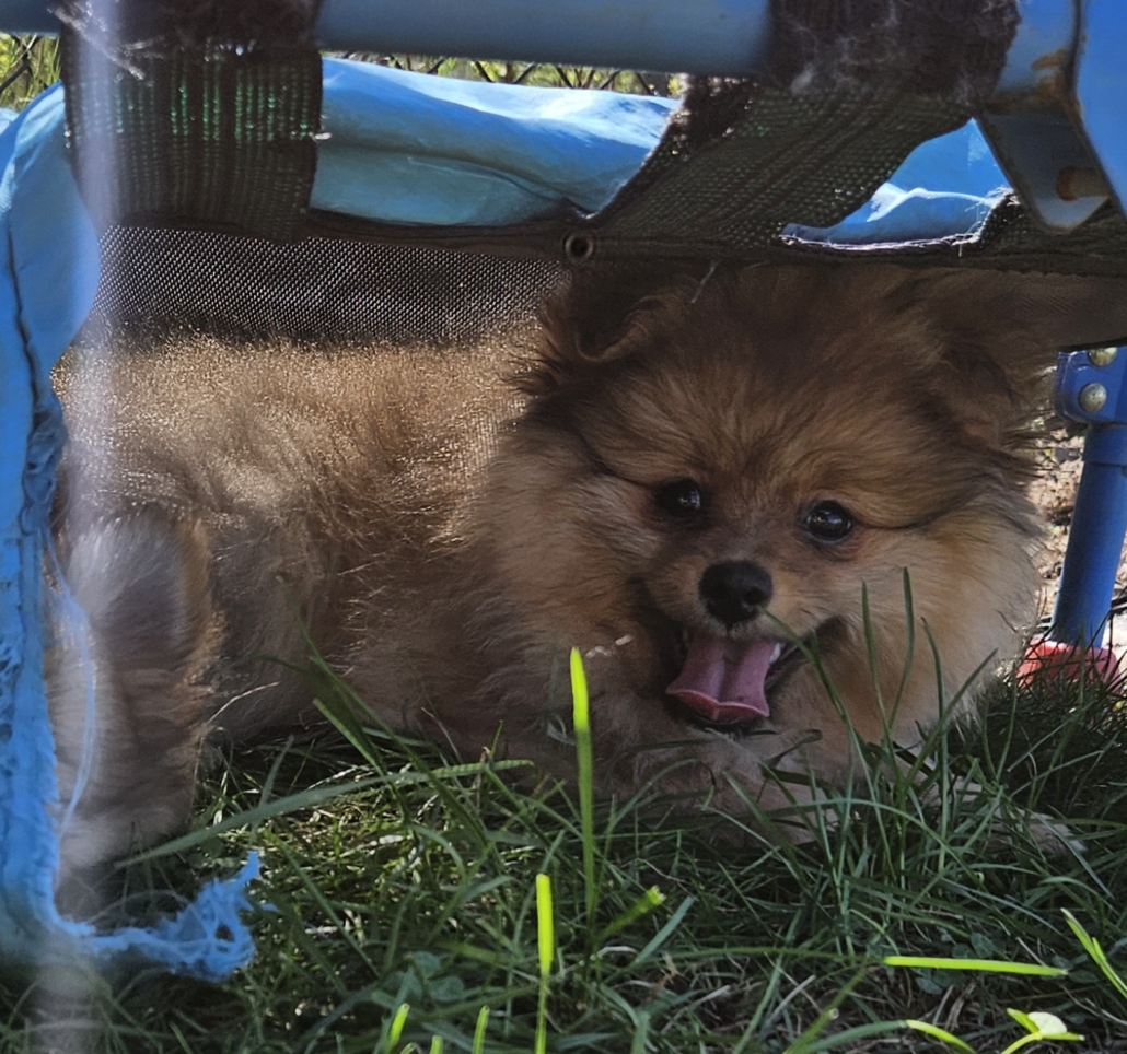 a dog lying under a chair