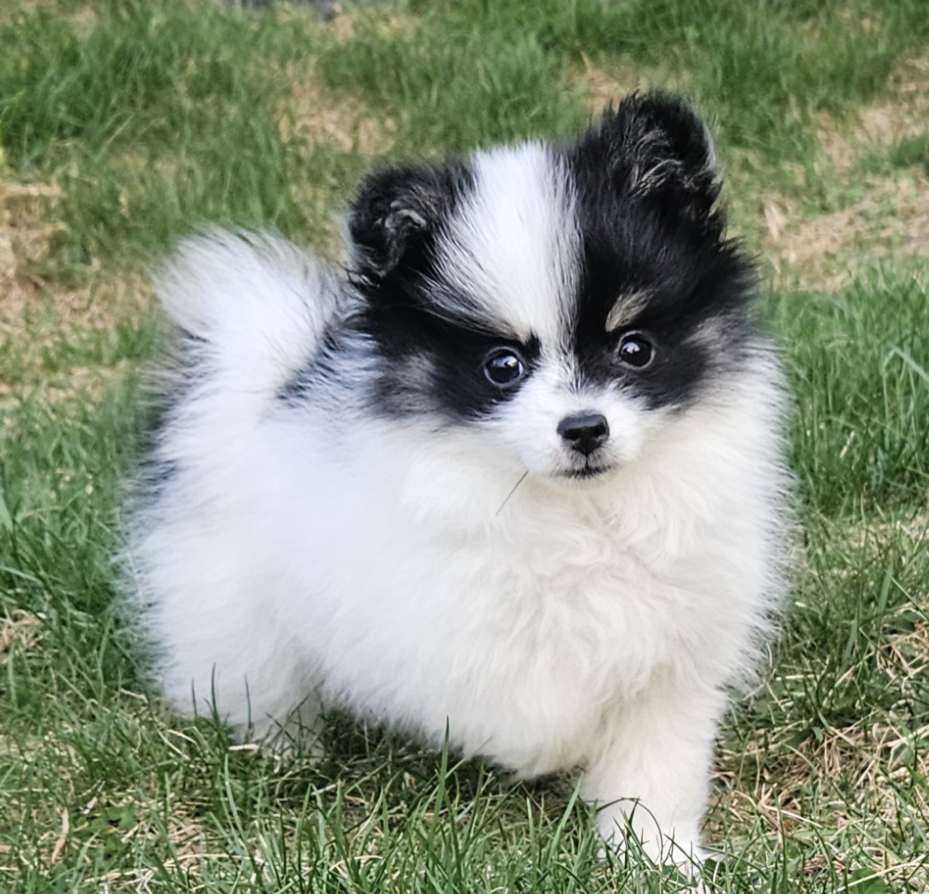 a small black and white dog in grass