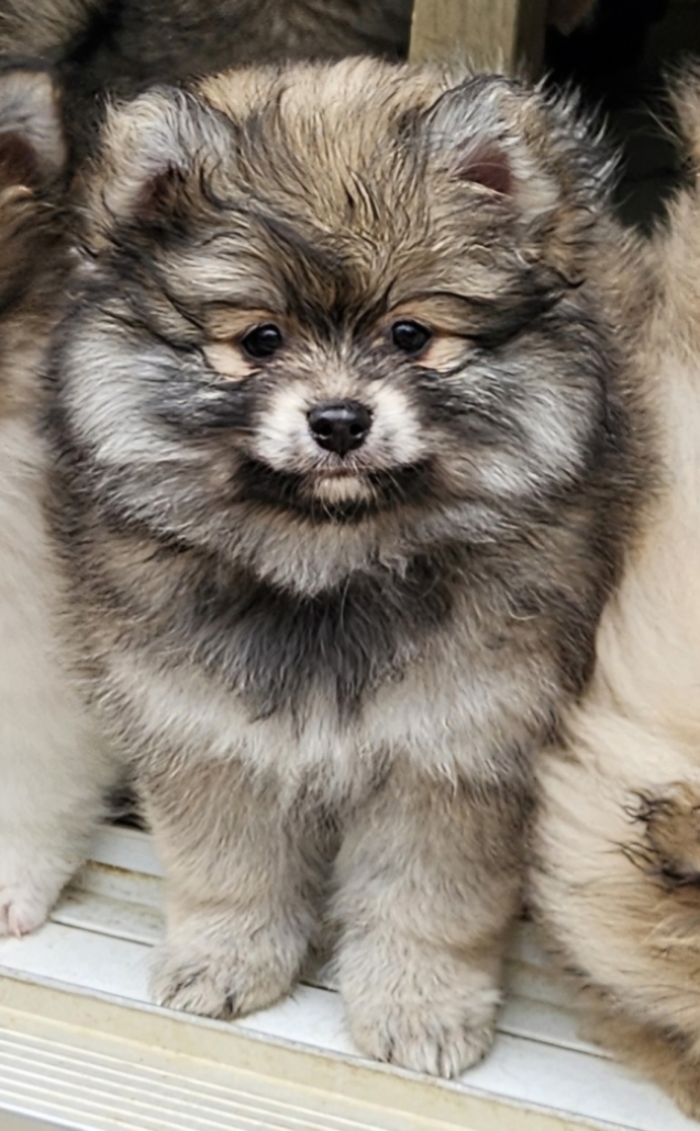 a small fluffy dog with black eyes
